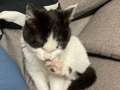 -关爱宠物医院·猫科中心·消化科(滨湖万达分院)