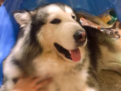 -more than meow吴止猫主题餐厅(承德 中船汇店)