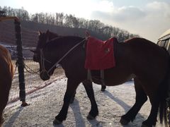 -五家山森林公园滑雪场