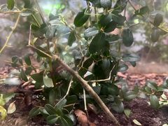 -上海昆虫博物馆