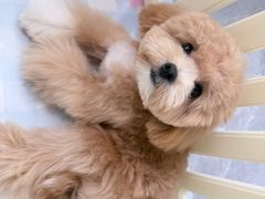 -南京宠物基地·宠物狗宠物猫售卖(南京店)