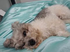 -博特宠物医院24h犬猫全科.骨科·异宠