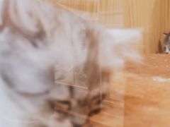 -屋虎猫馆(宝安大仟里店)