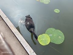 -长春北湖公园