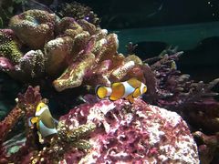 -暹罗海洋世界