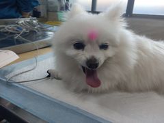 -安安宠医·安宠宠物医院