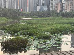 -中澳友谊花园