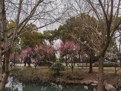-香雪海