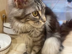 -屋虎猫馆(宝安大仟里店)