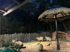 -珠海长隆海洋王国