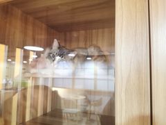 -白兔子密室(长寿路店)