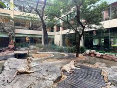 -白虎自助餐厅·真老虎·景观自助餐厅(广州长隆酒店)