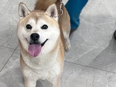 -中农国际动物医院24小时·猫科·骨科·急重症中心