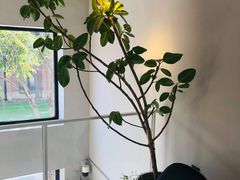 -小意思咖啡店(草桥店)