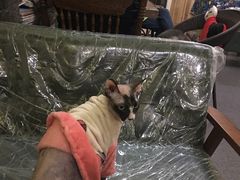 -猫色咖啡·猫咖