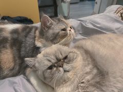 -瑞鹏宠物医院·骨科·猫科·内科(第一中心)