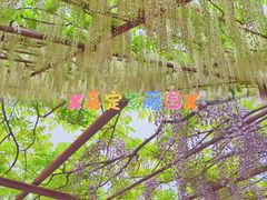 -嘉定紫藤园