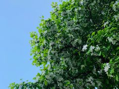 -长春市南湖公园