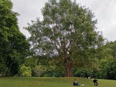 -深圳仙湖植物园