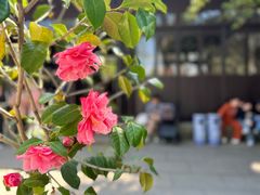-留园