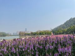 -顺峰山公园