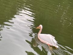 -合肥野生动物园