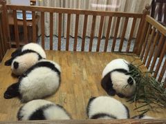 -成都大熊猫繁育研究基地