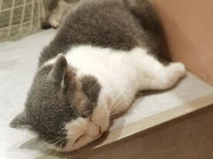 -猫儿山۰猫主题餐厅