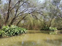 -大湾区中央湿地公园