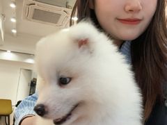 -Let's go狗咖·猫咖·奶狗·桌游(春熙路IFS店)