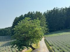 -富田农场
