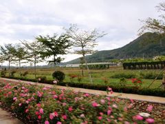 -亚龙湾国际玫瑰谷