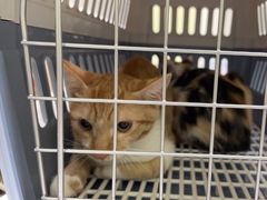 -瑞鹏宠物医院·骨科·猫科·内科(第一中心)