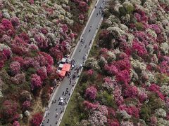 -贵州百里杜鹃风景名胜区