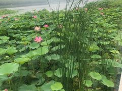 -素心小筑(后沙裕镇店)