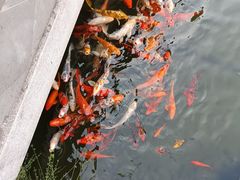 -苏苑饭店-中餐厅(长桥地区店)