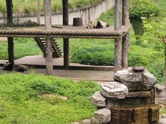 -中国大熊猫保护研究中心雅安碧峰峡基地