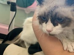 -70cat德文卷毛猫·缅因猫纯种猫舍