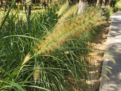 -大兴滨河森林公园