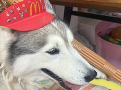 -星多哈·狗咖·拼豆·咖啡