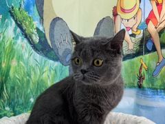 -爱洗澡的猫(望京店)