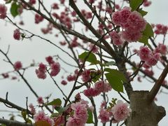 -天适樱花悠乐园