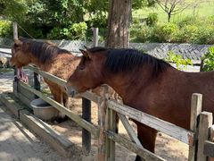 -神户市立六甲山牧场
