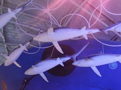 -烟台海昌鲸鲨海洋公园
