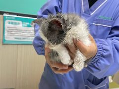 -瑞派宠物医院(搏威敦和院)