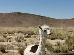 -新疆天山野生动物园