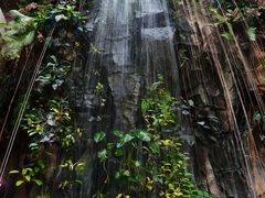 -正佳雨林生态植物园