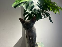 -琪喵猫屋·撸猫猫咖·猫舍