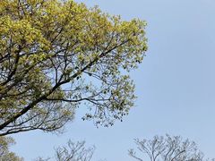 -普陀山风景区-佛顶山