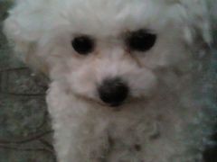 -桂林市花鸟市场